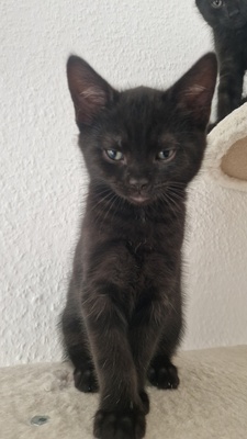 Kitten in liebevolle Hände abzugeben, EKH Jungtier - Katze