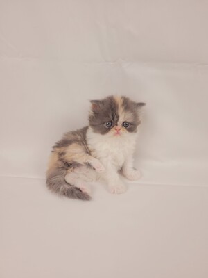 Kitten von Grünow