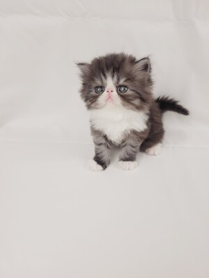 Kitten von Grünow, Perser Jungtier - Katze