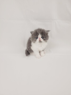 Kitten von Grünow, Perser Jungtier - Katze