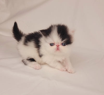 Kitten von Grünow, Perser Jungtier - Katze