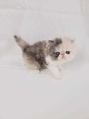 Kitten von Grünow, Perser Jungtier - Katze