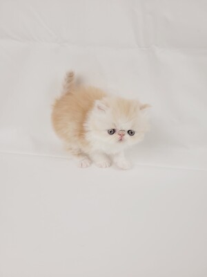 Kitten von Grünow, Perser Jungtier - Katze