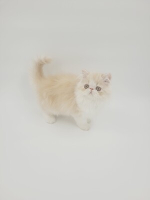 Kitten von Grünow, Perserkitten Jungtier - Katze