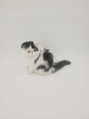 Kitten von Grünow, Perserkitten Jungtier - Katze