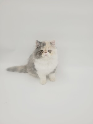 Kitten von Grünow, Perserkitten Jungtier - Katze