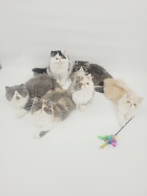 Kitten von Grünow, Perserkitten Jungtier - Katze