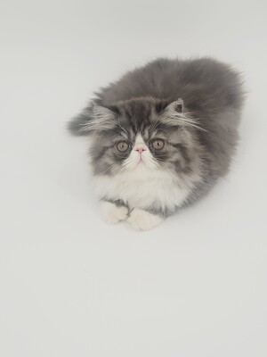Kitten von Grünow, Perserkitten Jungtier - Katze