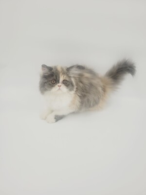 Kitten von Grünow, Perserkitten Jungtier - Katze