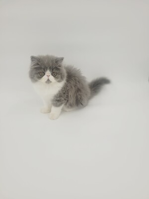 Kitten von Grünow, Perserkitten Jungtier - Katze