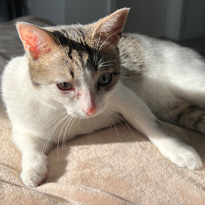 Kitty, Eur. Kurzhaar - Katze