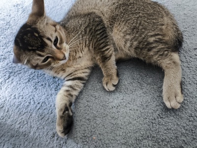 Kivi, Keine Ahnung - Katze