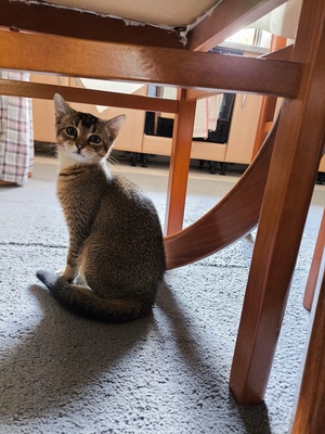 Kivi, Keine Ahnung - Katze