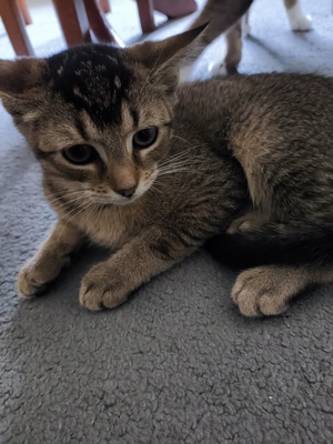 Kivi, Keine Ahnung - Katze