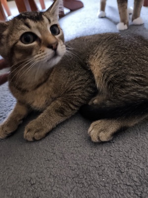Kivi, Keine Ahnung - Katze