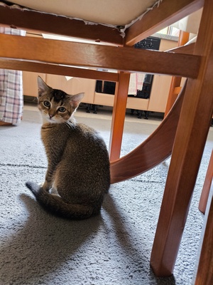 Kivi, Keine Ahnung - Katze