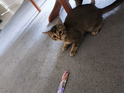 Kivi, Keine Ahnung - Katze