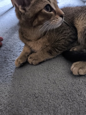 Kivi, Keine Ahnung - Katze