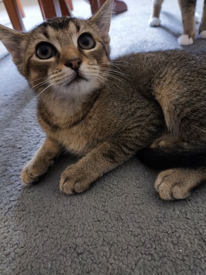 Kivi, Keine Ahnung - Katze