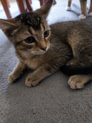 Kivi, Keine Ahnung - Katze