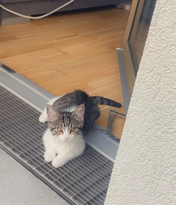 Kiwi, EHK Jungtier - Katze