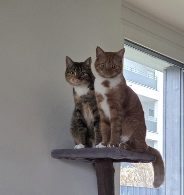 Kiwi und Samy, Normale Hauskatze - Katze