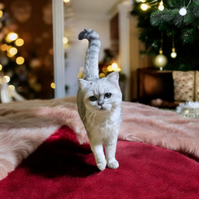 Klara, Britisch Kurz Haar Jungtier - Katze