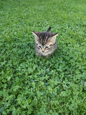 Klausi, Moritz, Sternchen, Felix, Bauernhofkatze Jungtier - Kater