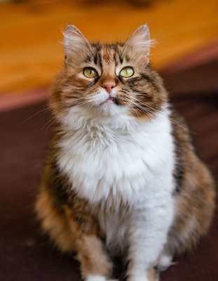 Klein Sternchen, Europaische Langhaarige Jungtier - Katze