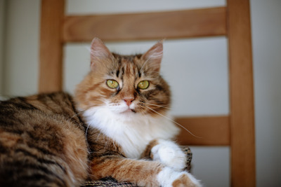 Klein Sternchen, Europaische Langhaarige Jungtier - Katze