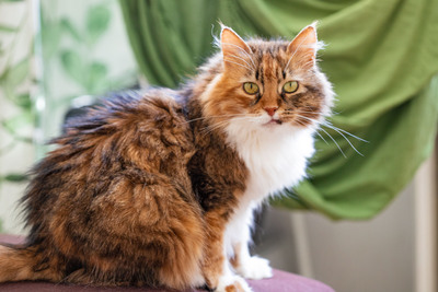Klein Sternchen, Europaische Langhaarige Jungtier - Katze