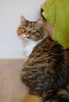 Klein Sternchen, Europaische Langhaarige Jungtier - Katze