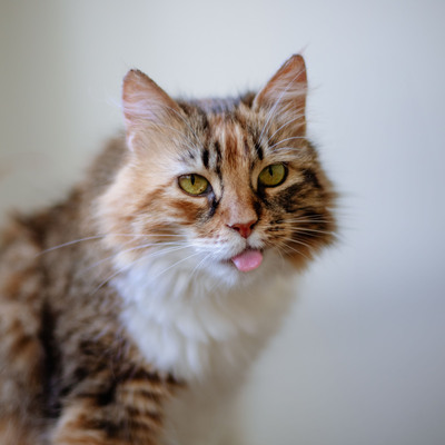 Klein Sternchen, Europaische Langhaarige Jungtier - Katze