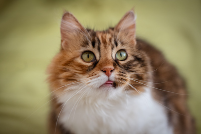 Klein Sternchen, Europaische Langhaarige Jungtier - Katze