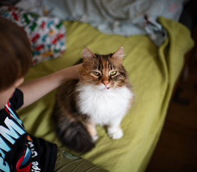 Klein Sternchen, Europaische Langhaarige Jungtier - Katze
