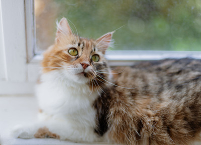 Klein Sternchen, Europaische Langhaarige Jungtier - Katze