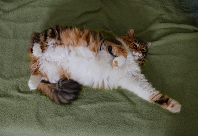 Klein Sternchen, Europaische Langhaarige Jungtier - Katze