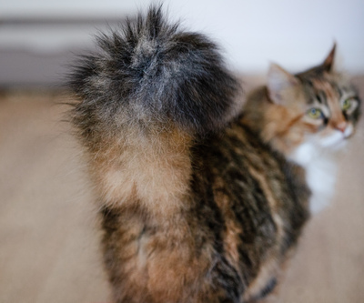 Klein Sternchen, Europaische Langhaarige Jungtier - Katze