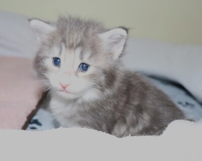 Kleine Gremmlings, Norwegische Waldkatze Jungtier - Katze