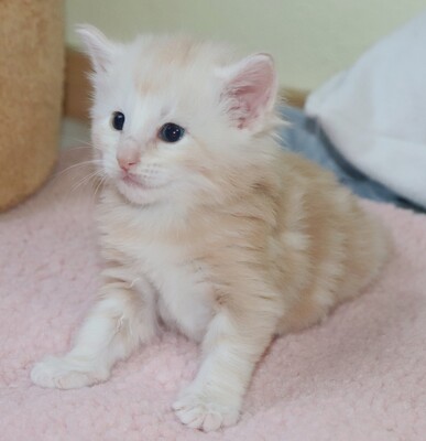 Kleine Gremmlings, Norwegische Waldkatze Jungtier - Katze
