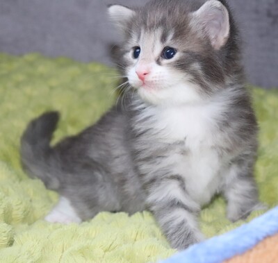 Kleine Gremmlings, Norwegische Waldkatze Jungtier - Katze