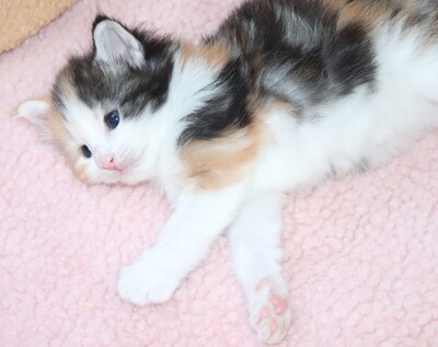 Kleine Gremmlings, Norwegische Waldkatze Jungtier - Katze