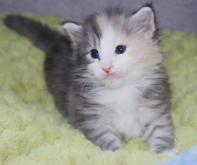 Kleine Gremmlings, Norwegische Waldkatze Jungtier - Katze