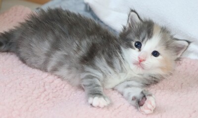 Kleine Gremmlings, Norwegische Waldkatze Jungtier - Katze