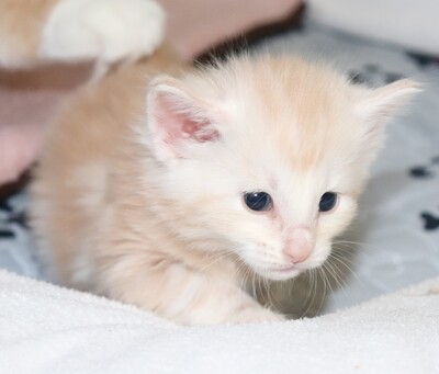 Kleine Gremmlings, Norwegische Waldkatze Jungtier - Katze
