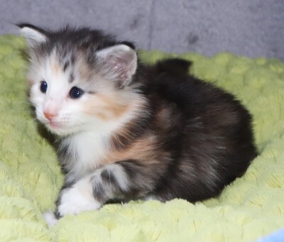 Kleine Gremmlings, Norwegische Waldkatze Jungtier - Katze