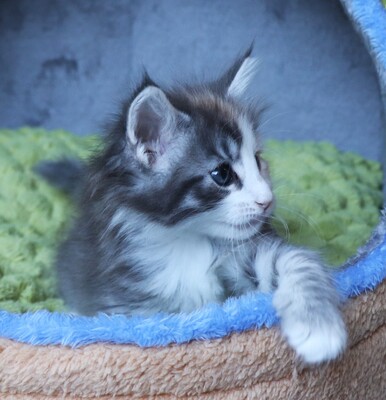 Kleine Gremmlings, Norwegische Waldkatze Jungtier - Katze