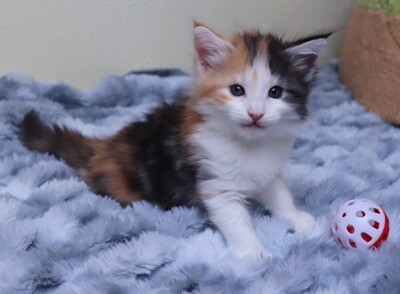 Kleine Gremmlings, Norwegische Waldkatze Jungtier - Katze