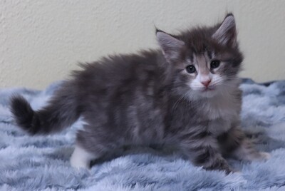 Kleine Gremmlings, Norwegische Waldkatze Jungtier - Katze