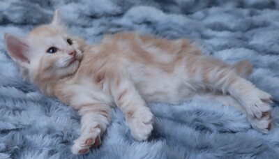 Kleine Gremmlings, Norwegische Waldkatze Jungtier - Katze